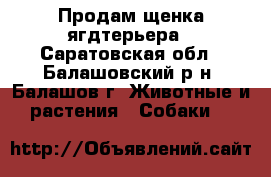 Продам щенка ягдтерьера - Саратовская обл., Балашовский р-н, Балашов г. Животные и растения » Собаки   